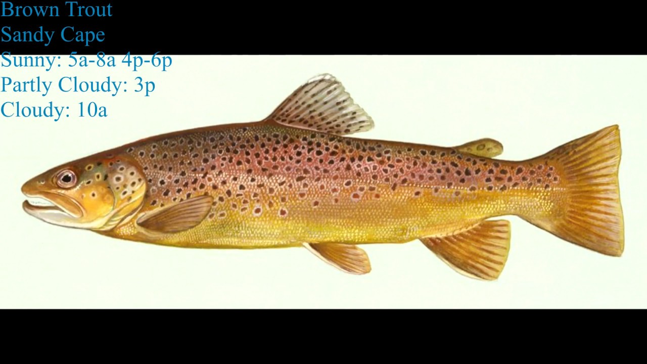 Fishing Planet: All St Croix Uniques