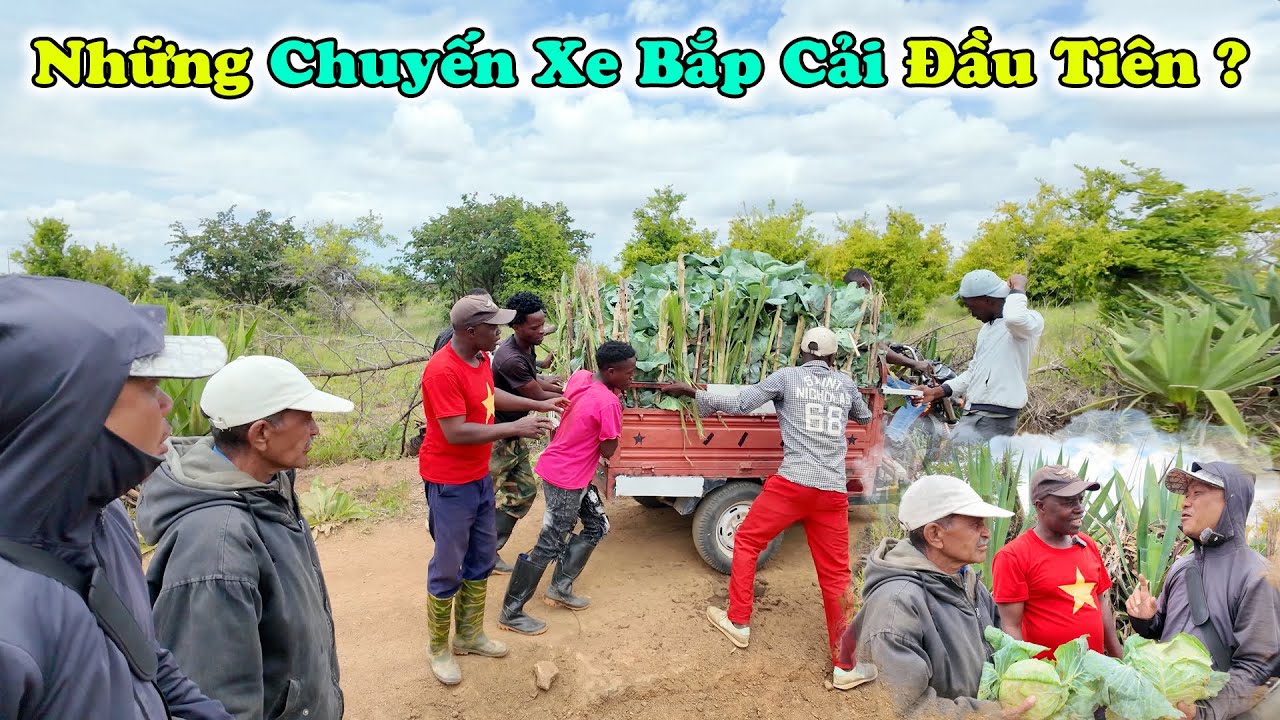 Thu Hoạch Bắp Cải ? Vựa Bắp Cải Đầu Tiên Người Dân Bản Malipi Thu Về Được Bao Nhiêu TẤN ???