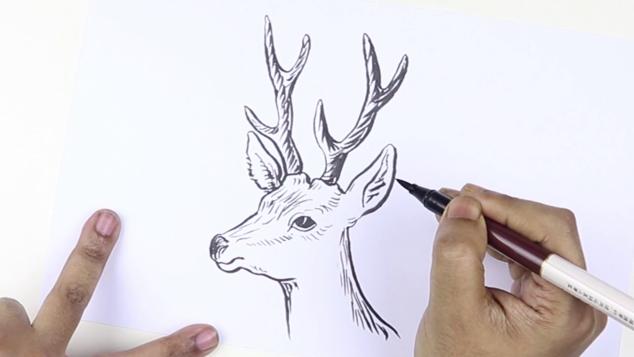 How to draw a Deer head easy./ Deer face drawing.