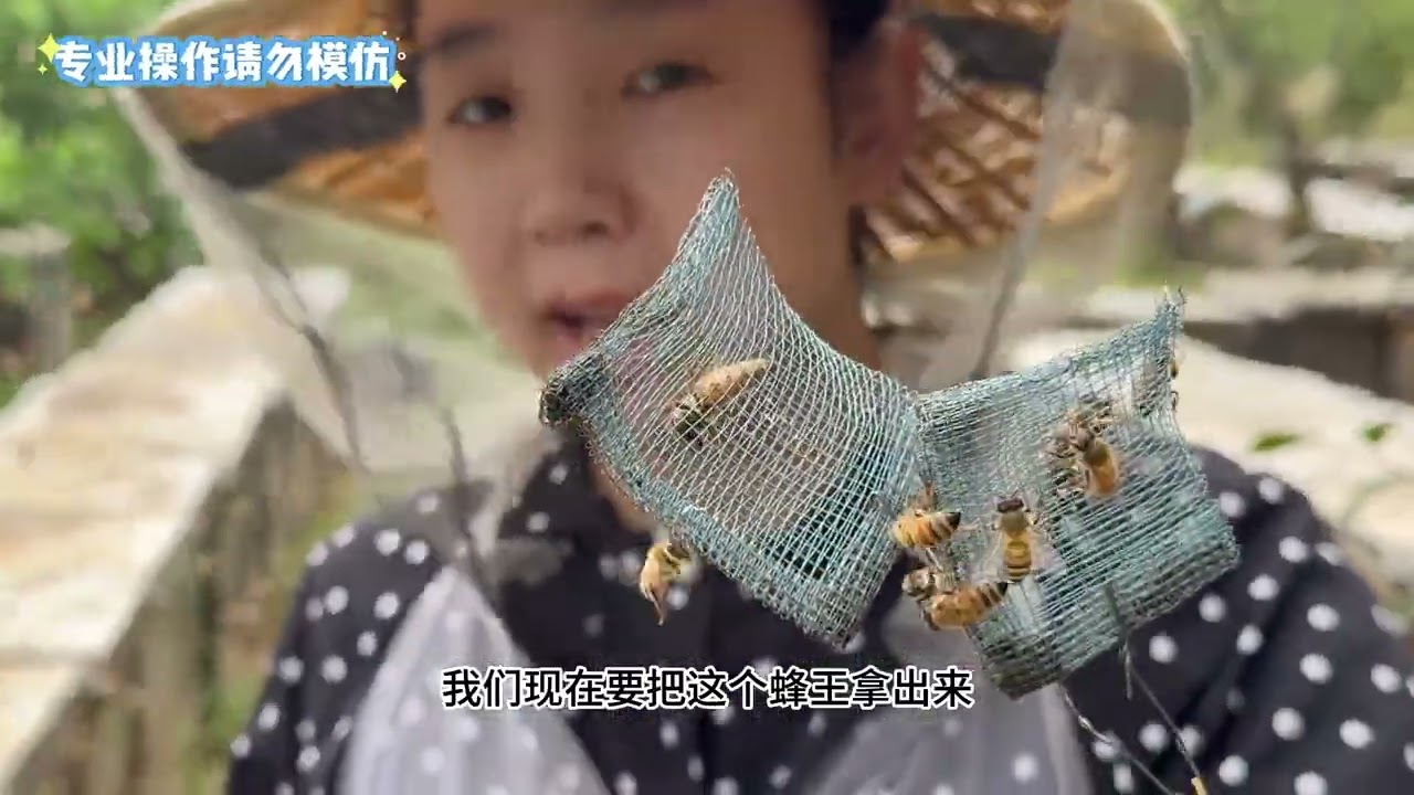 见证一只蜂王的诞生蜂王世界的残酷丝毫不输人类没想如此精彩 蜂王 蜂群文化 动物世界 蜜蜂 小汤蜂蜜