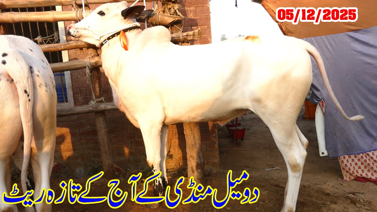 Today Domail Mandi Fatehjang Rate&rsquo;s update05/Dec.2025-Part01Sunny Video Fateh Jang Cow Mandi 2025