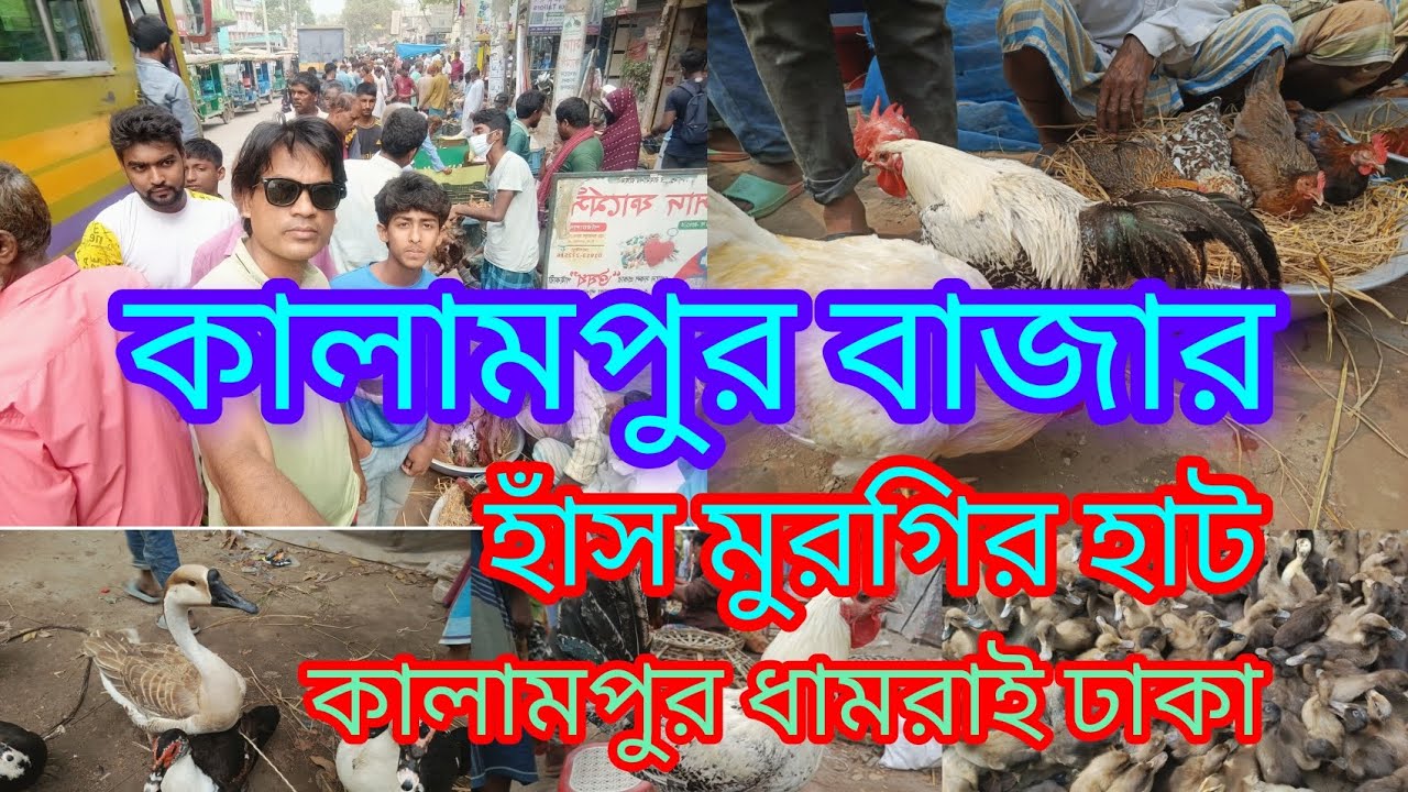 কালামপুর হাঁস মুরগির বাজার #foryou #youtubevideo #viralvideo #হাট_বাজার #মুরগি #হাসঁ