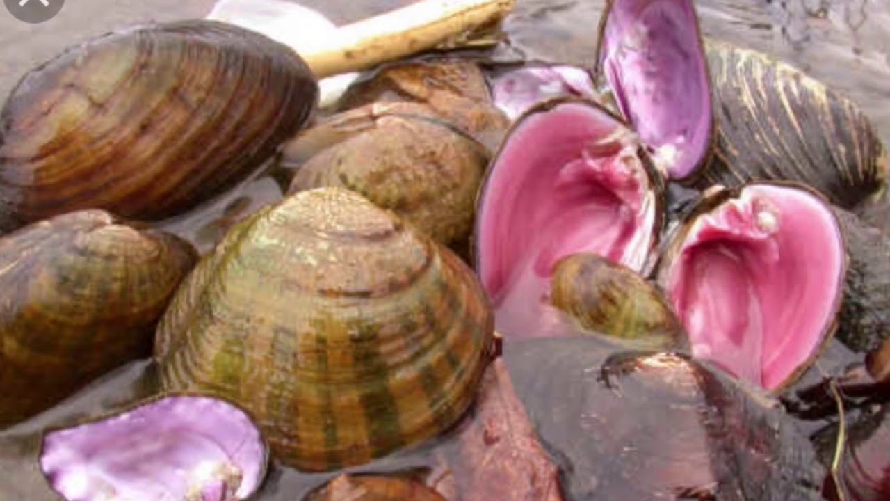 #SHOWUSYOURMUSSELSCAMPAIGN