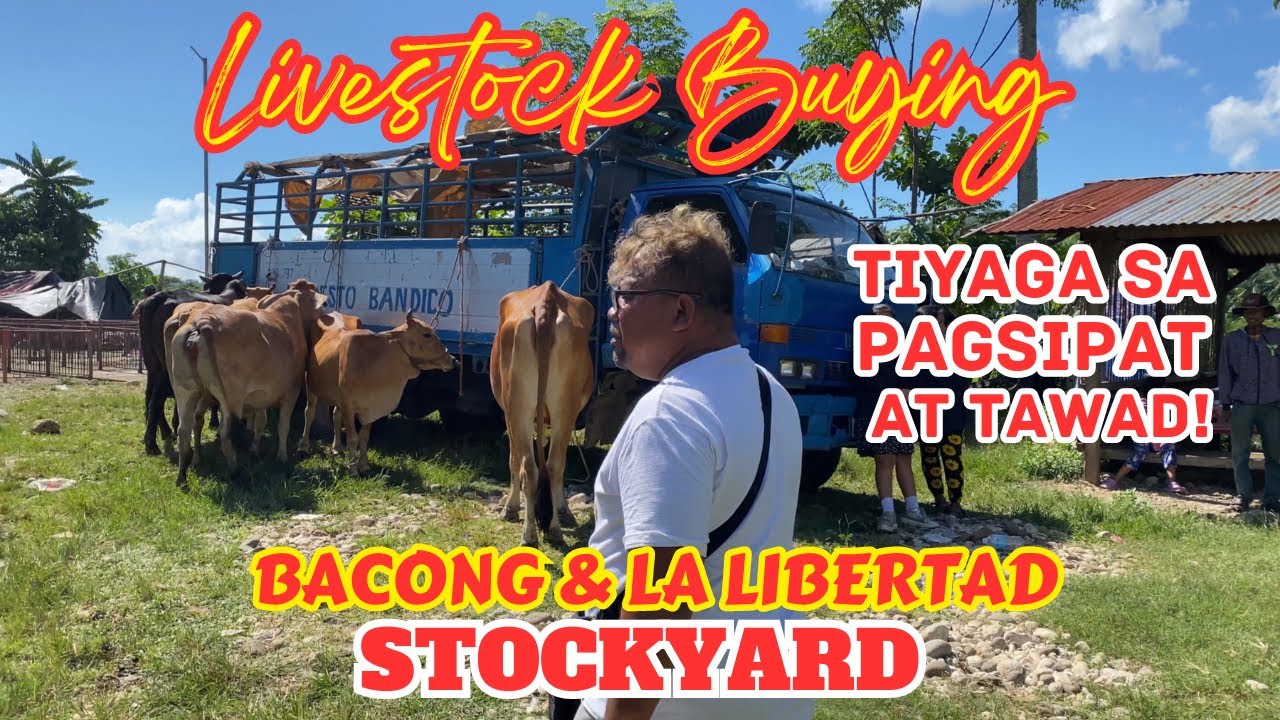 LIVESTOCK BUYING: BACONG AND LA LIBERTAD STOCKYARD | TIYAGA SA PAG SIPAT AT TAWAD | BYAHE NI ROGER