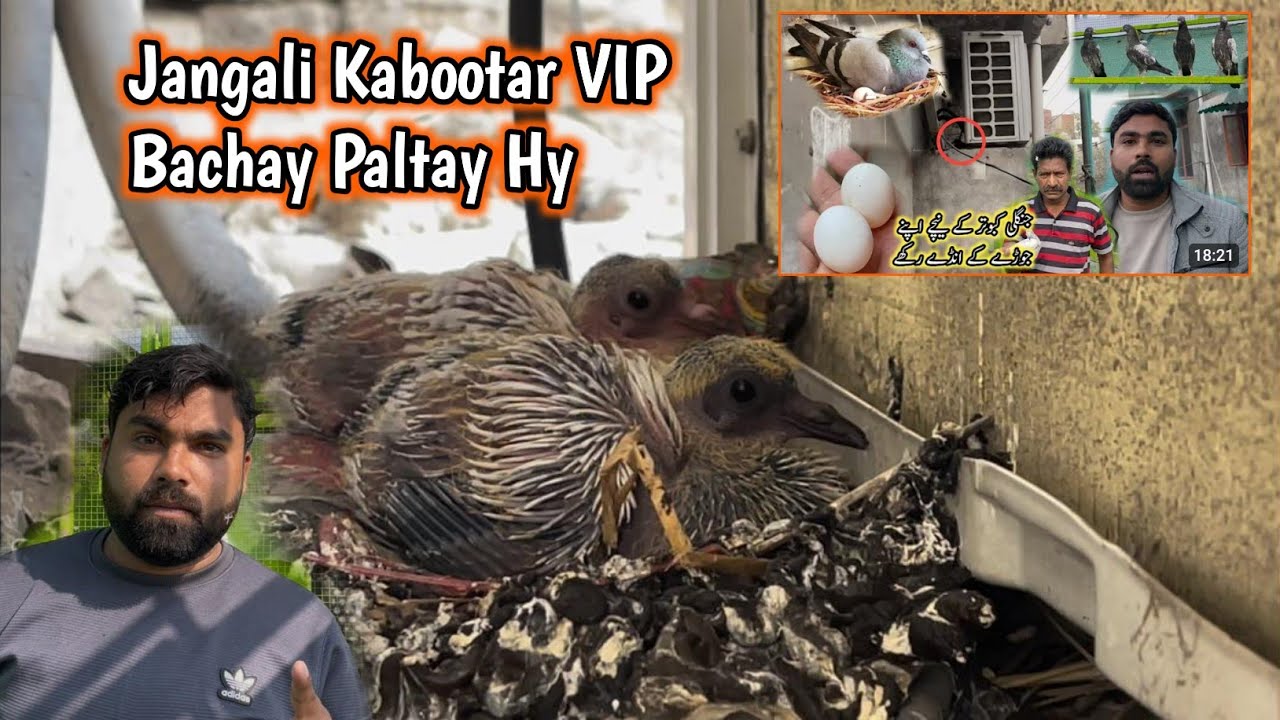 Jangali Kabootar VIP Bachay Paltay Hy 🤗