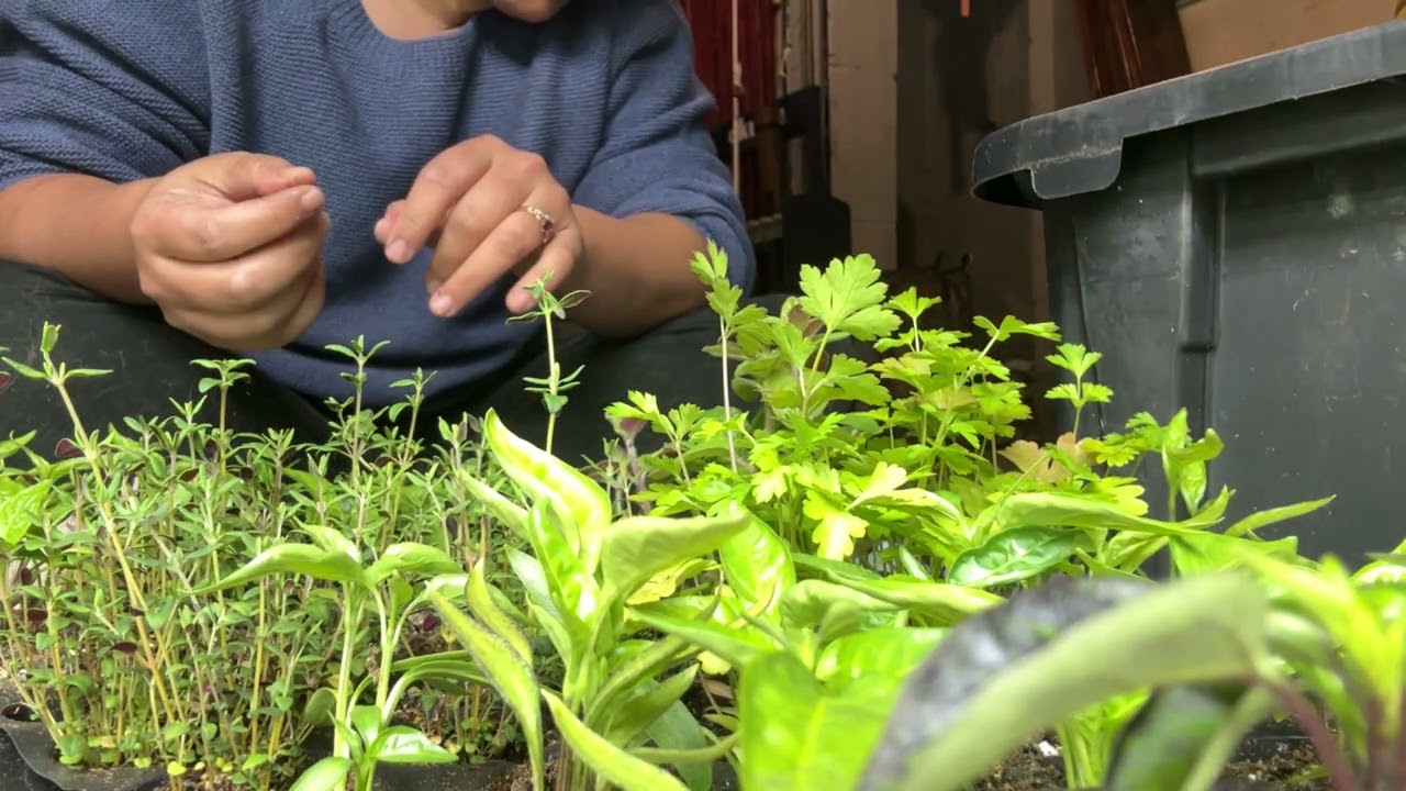 2026 Garden Prep - Let’s transplant our growing plants!