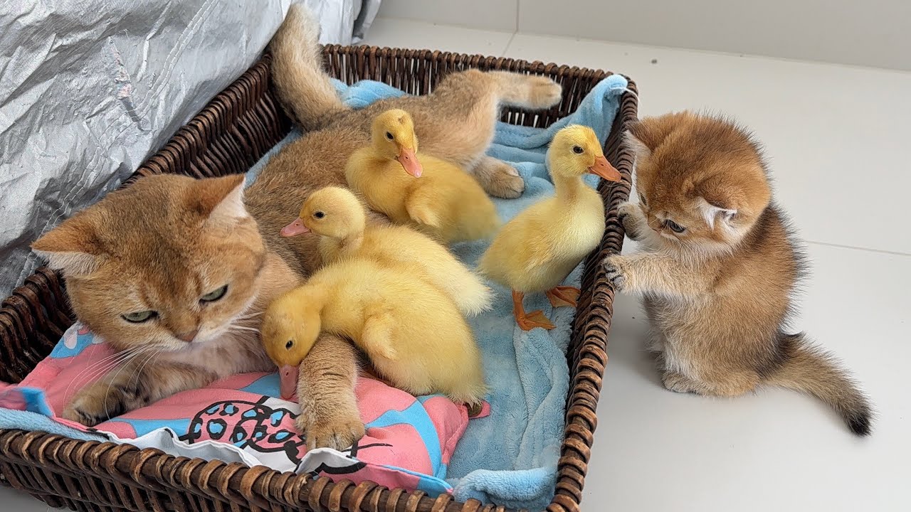 The mother cat adopted four ducklings. How did the kitten react?So cute!