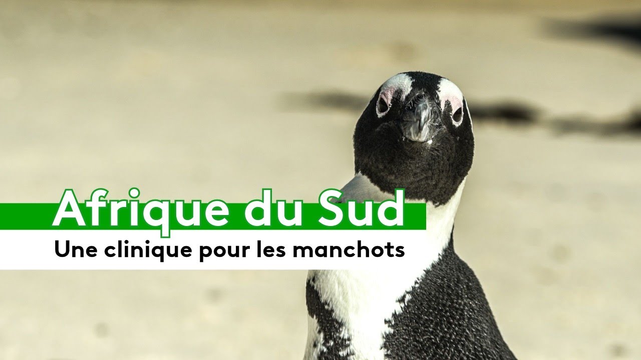 🇿🇦 Afrique du Sud : une clinique pour sauver les manchots