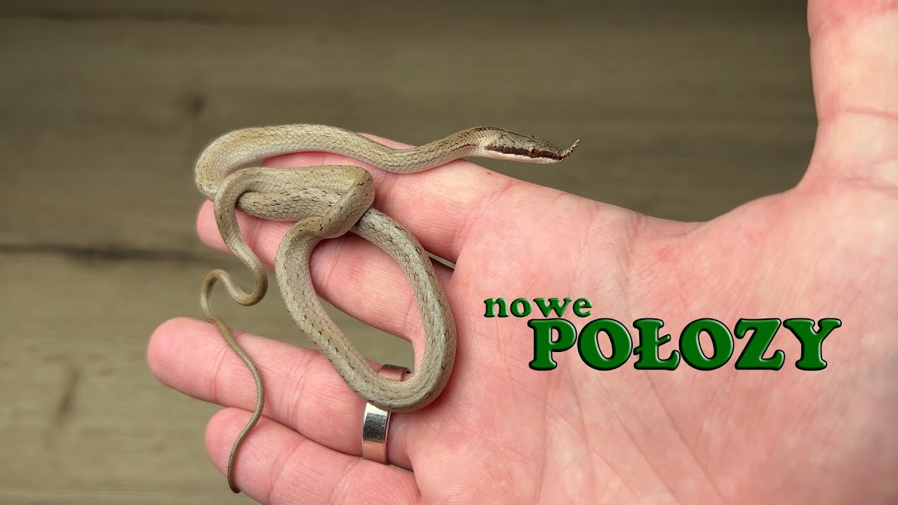 Nowe połozy w rb reptiles 🐍