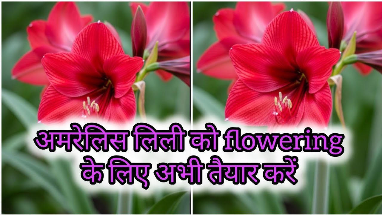 अमेरीलिस लिली मे भरपूर फूलों के लिए अभी करें ये जरूरी काम