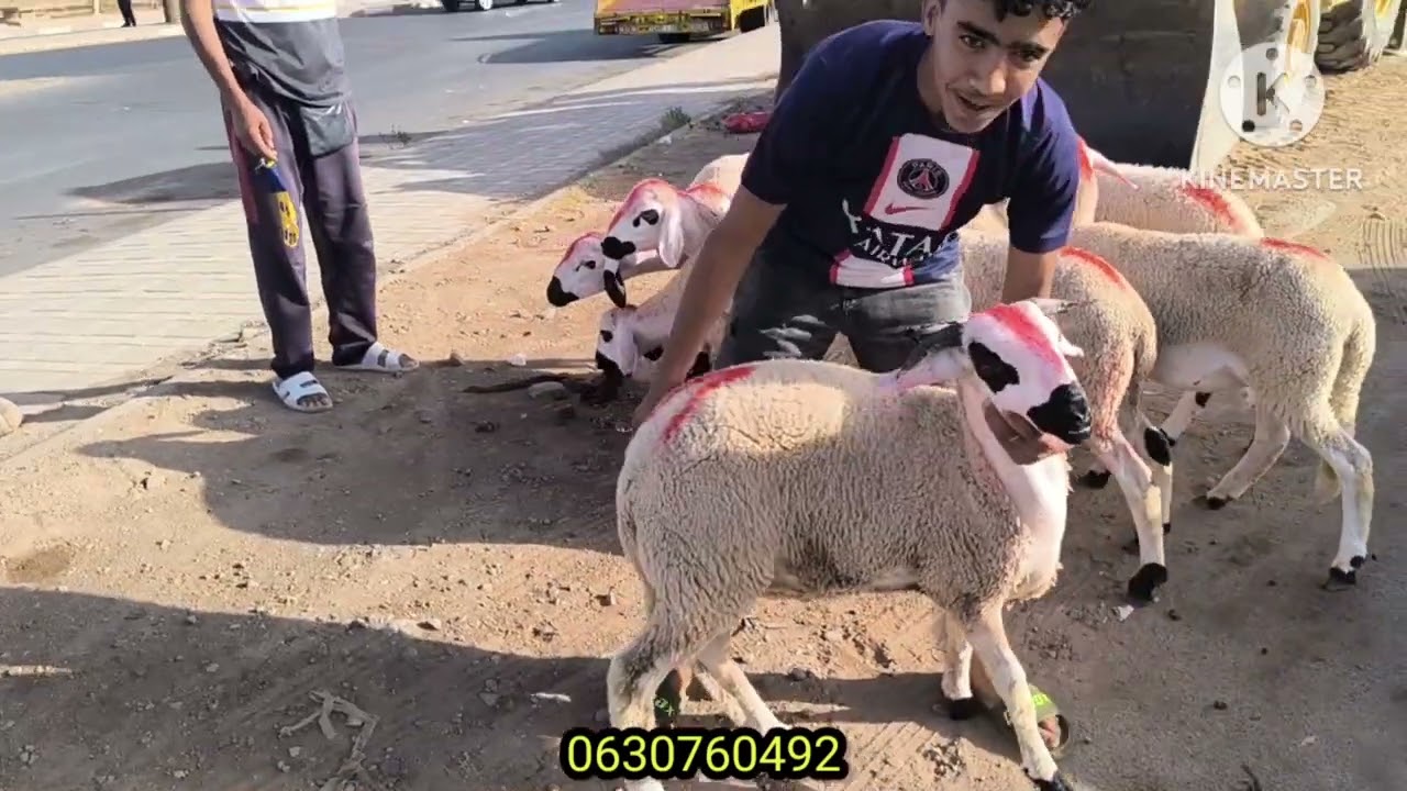 بيع 16 الخروف من فصيلة الحولي السردي ل 3 متابعين من سيدي بنسليمان وأكادير ومدينة سطات .