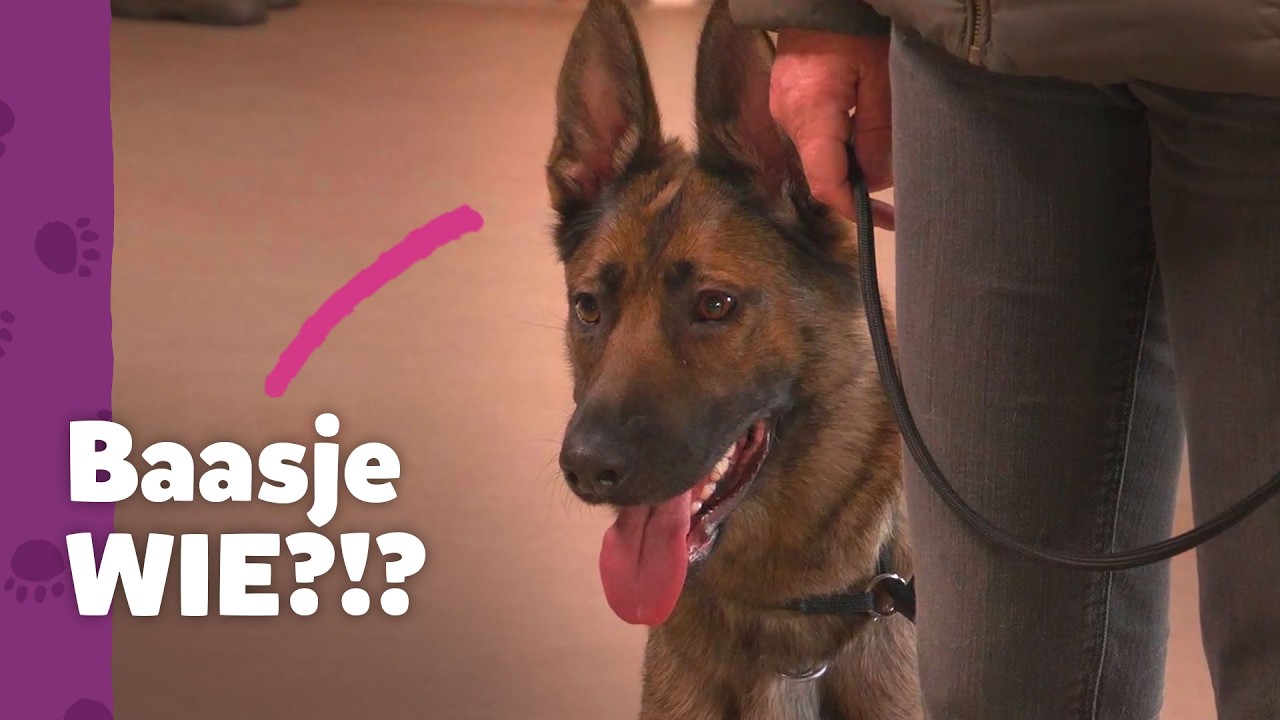 Het baasje deed er niet meer toe… en dát is het probleem - Ron’s Honden Spreekuur
