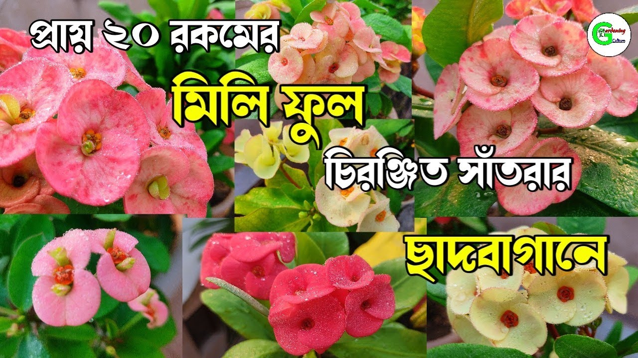Mili Garden of Mr. Chiranjit Santra | Presented by Gardening Culture