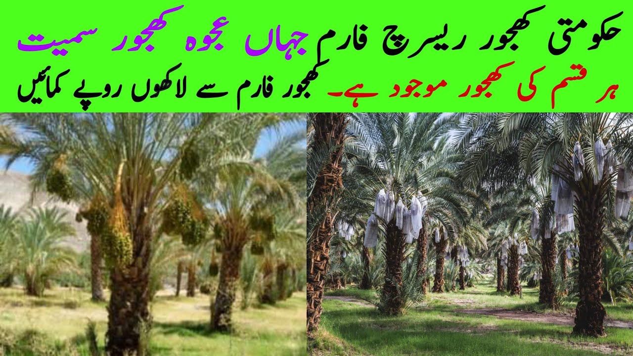 Khajoor Farming in Pakistan | How to Grow and Care Date Palm Trees | JORDAN RIVER DATES FARMS Paking