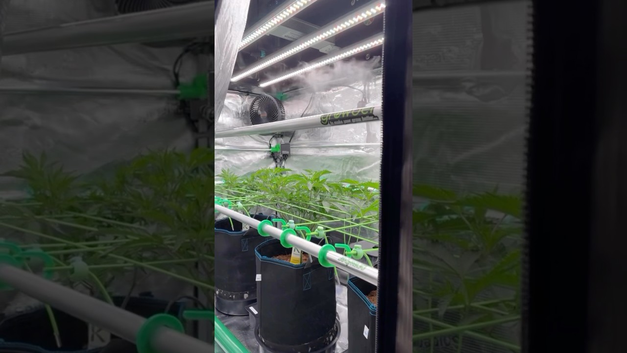 Growber Scrog Net 🕸️ Blue Zlime (Cut) 