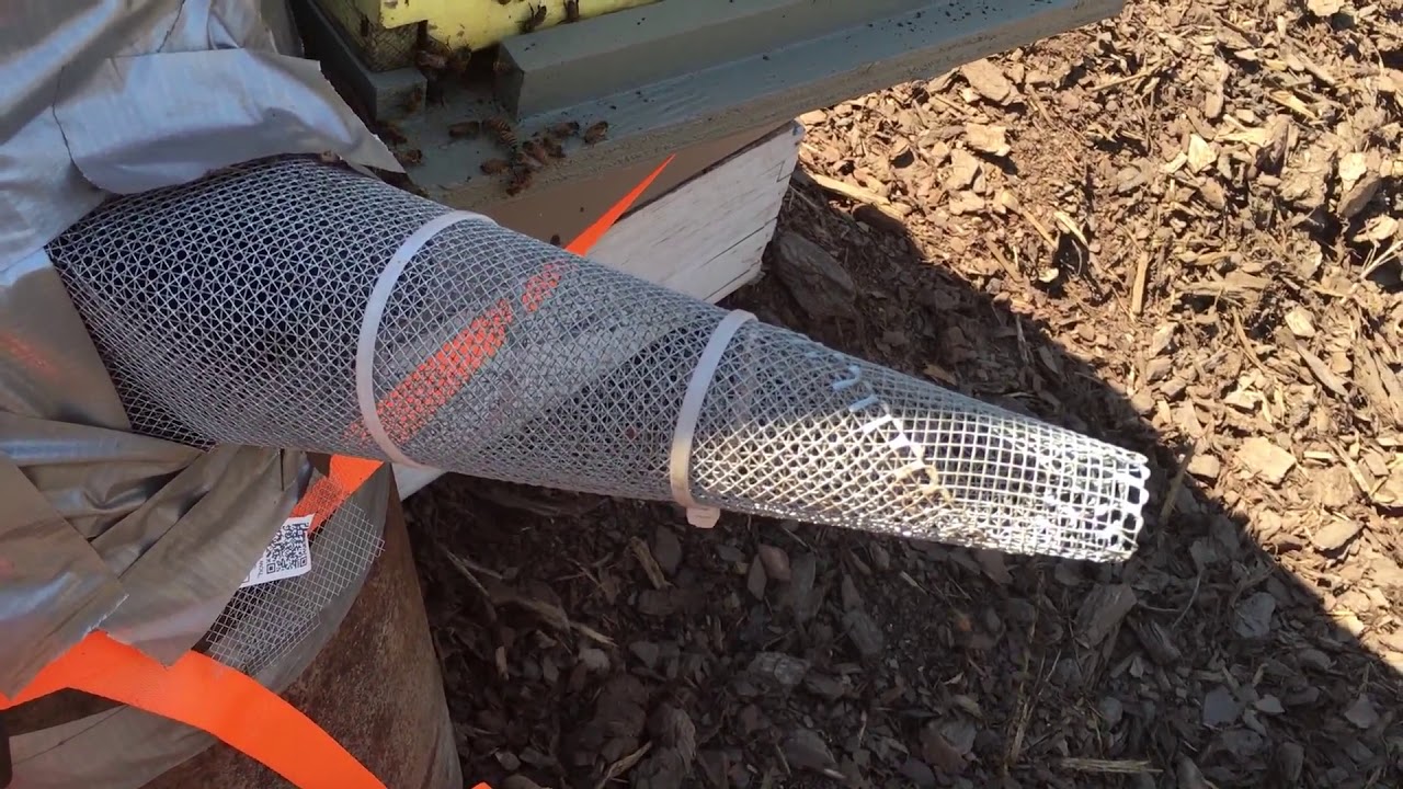 Honeybee trap out newest - Beginner beekeeping, how to keep bees