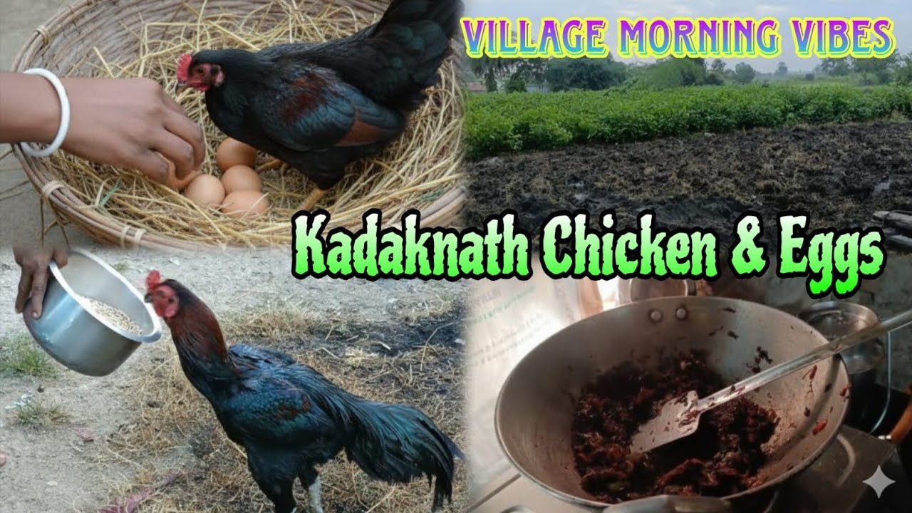 Kadaknath Chicken & Egg Farm Vlog | Beautiful Village Morning | কড়কনাথ মুরগি ও ডিমের ফার্ম লাইফ