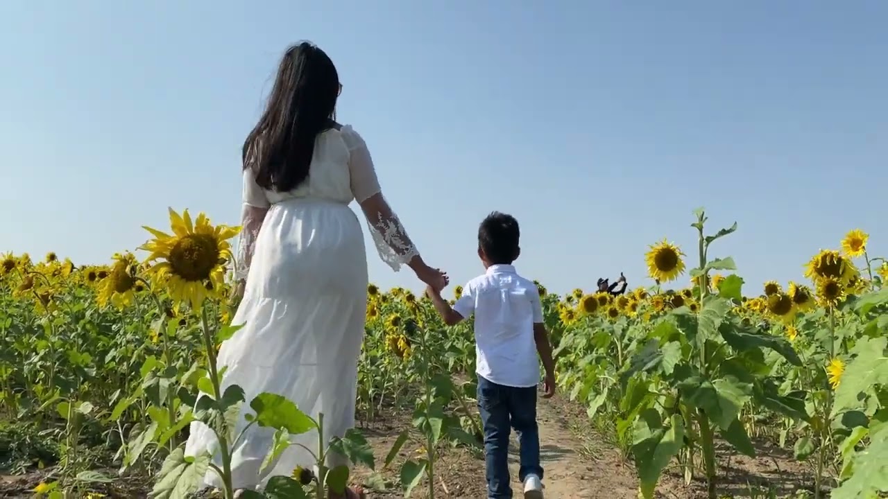 Sunflower Field: Thompson Strawberry Farm (Bristol, Wisconsin)