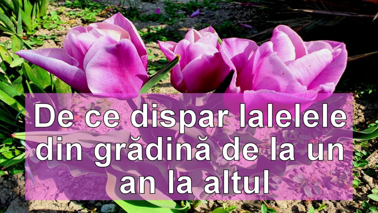 Cand scotem bulbii de lalele, pentru a nu disparea din gradina