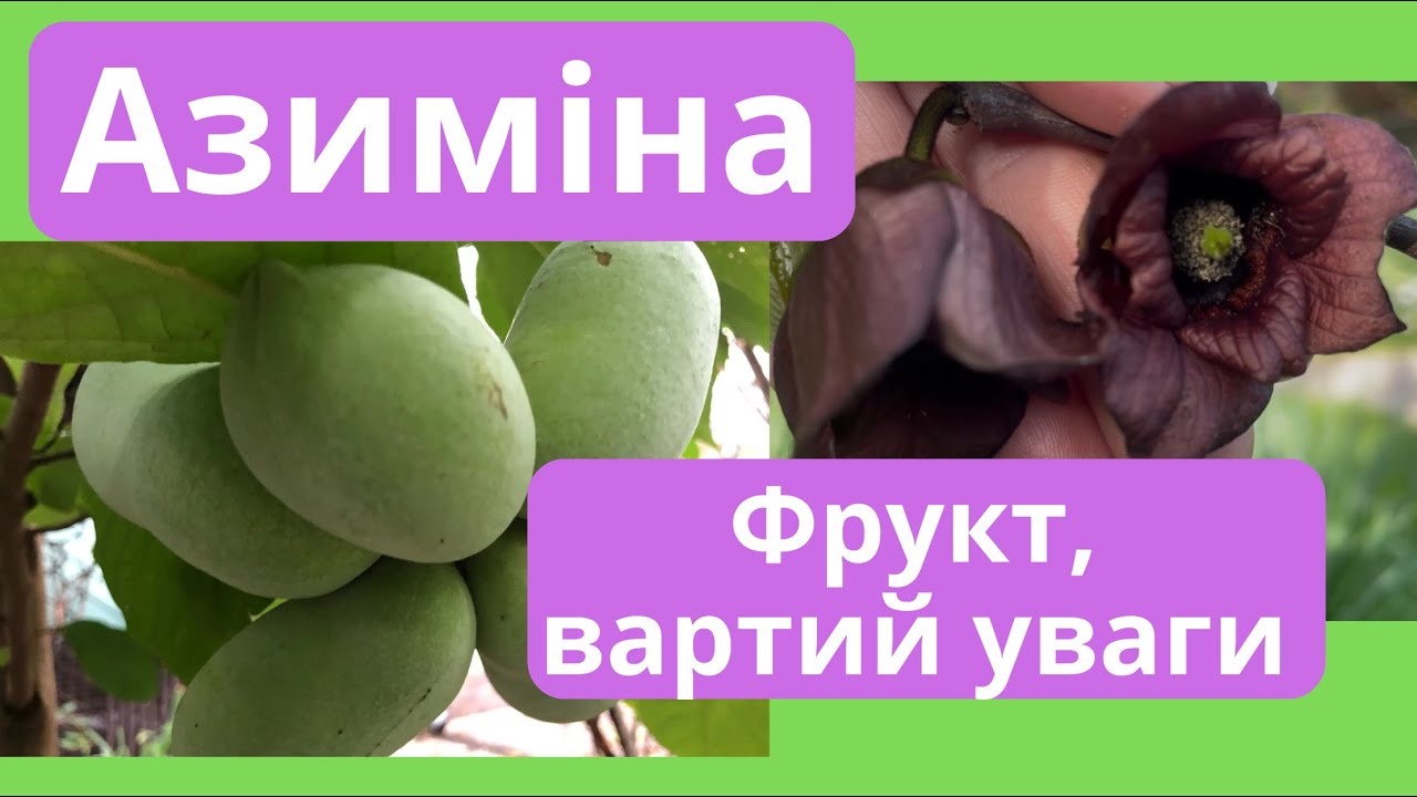 Азиміна трилоба - новий фрукт наших садів. Asimina triloba