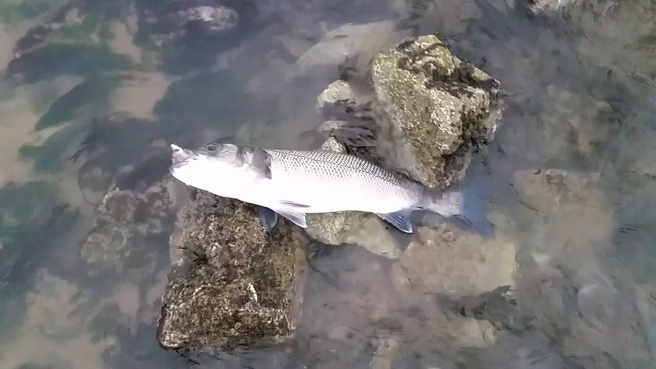 Best Catches! - Adventures of a Hapless Plugger - Lure Fishing Carms and Gower June/July 2020 (Ep19)