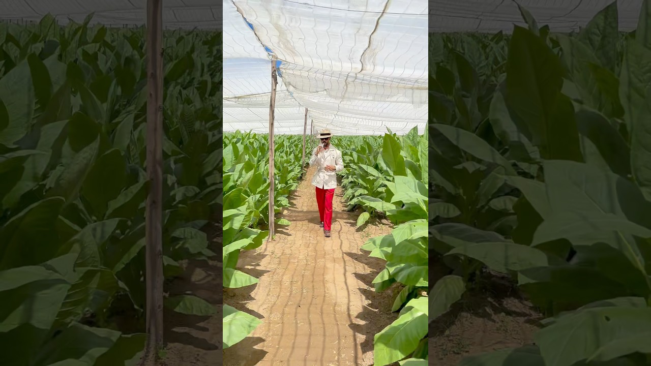 Take a journey with me through the heart of cigar production