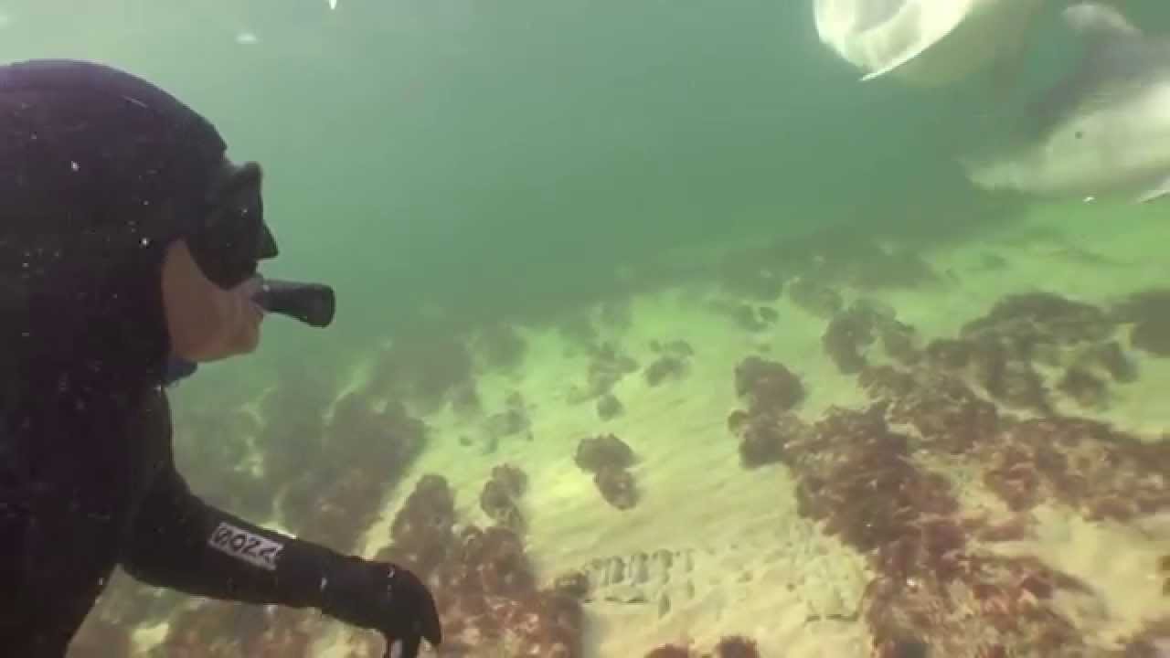 Divers encounter with Dolphins .