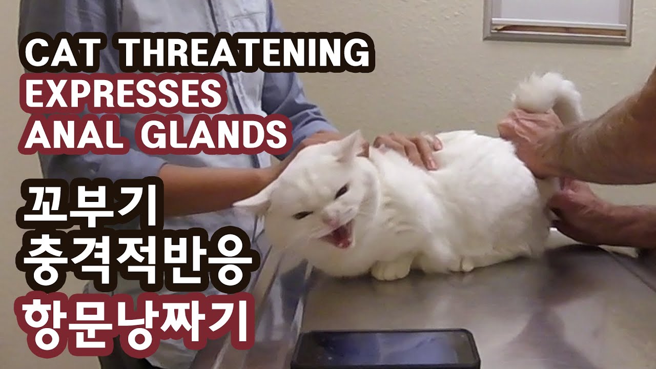 고양이 꼬부기 충격적반응 항문낭 짜기 CAT TERRIFYING REACTION: EXPRESS ANAL GLANDS