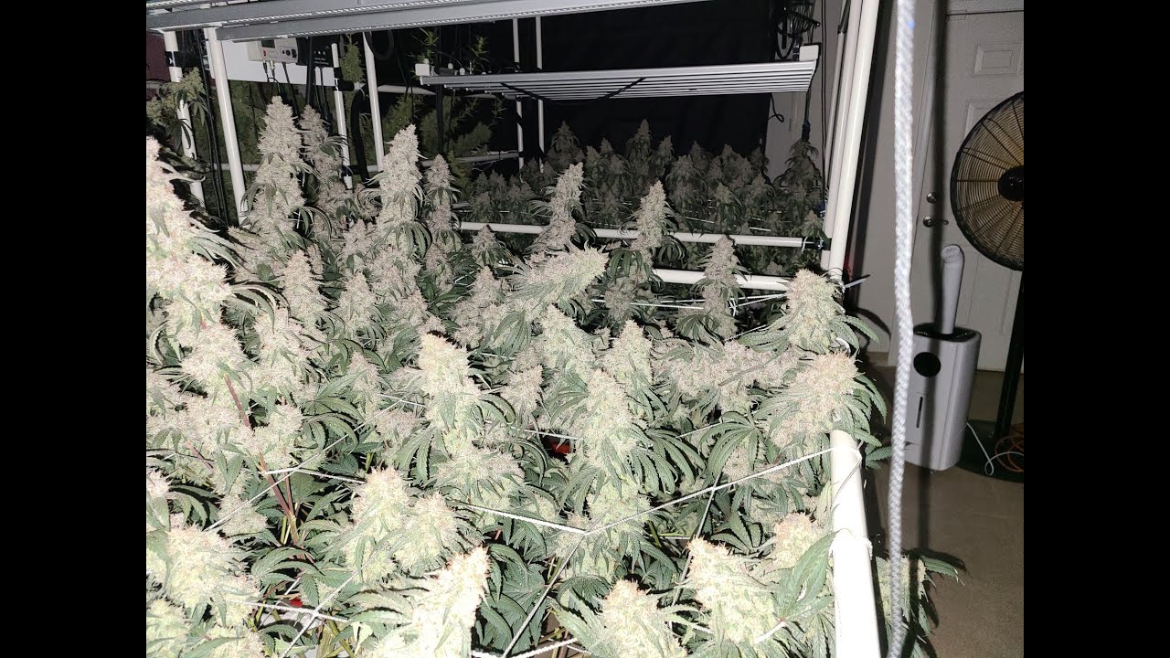 Flowering 4 New Strains:  Week 8 through Harvest