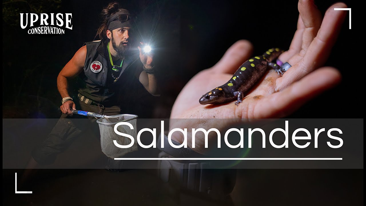 Restoring Salamanders | Uprise Conservation | Episode 01