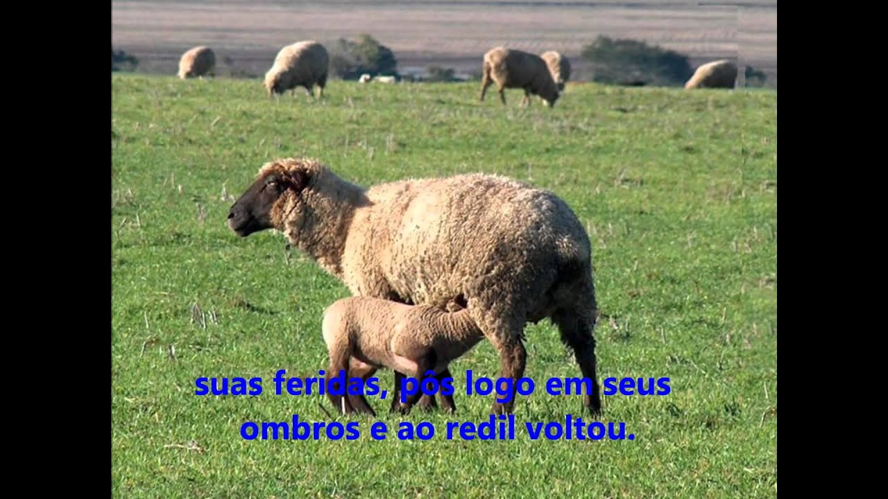 Eram Cem Ovelhas,
