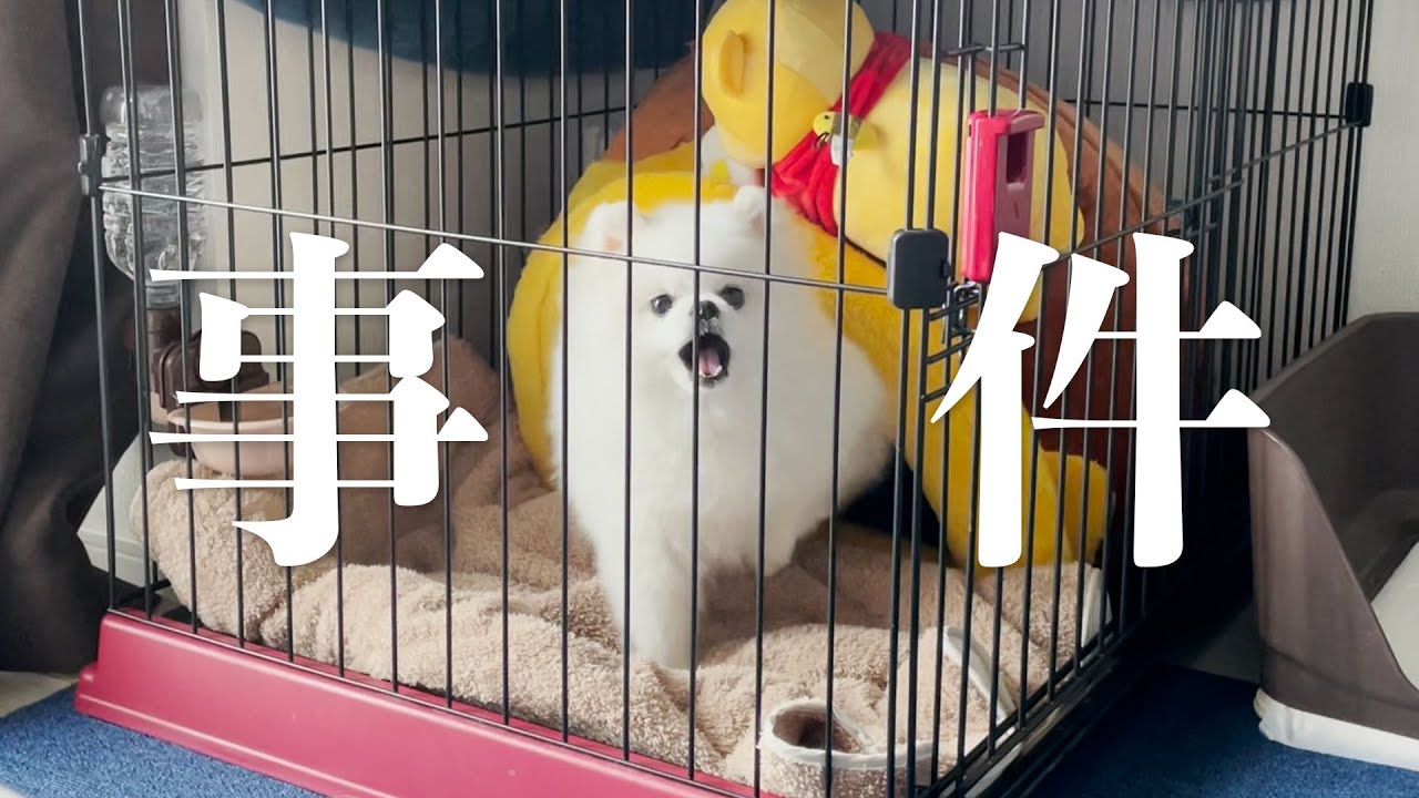 【事件】留守番カメラに映っていたポメラニアン驚きの行動