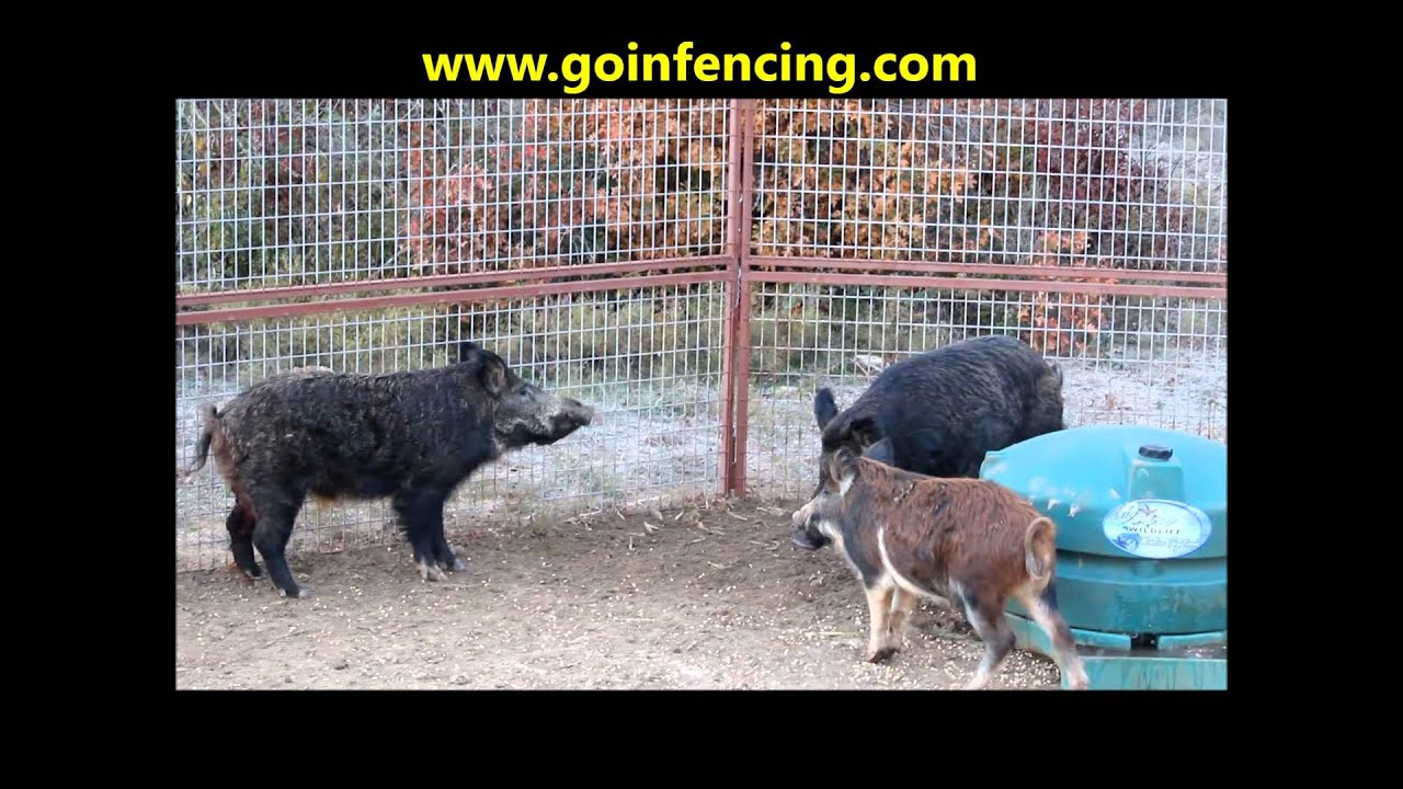 Hog Trapping and Patience