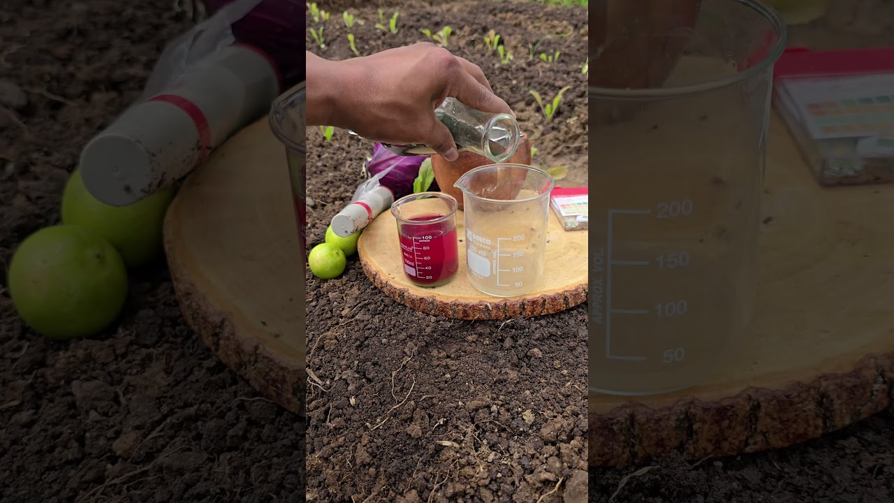 How to measure soil pH with a cabbage com? #garden #agriculture #plants