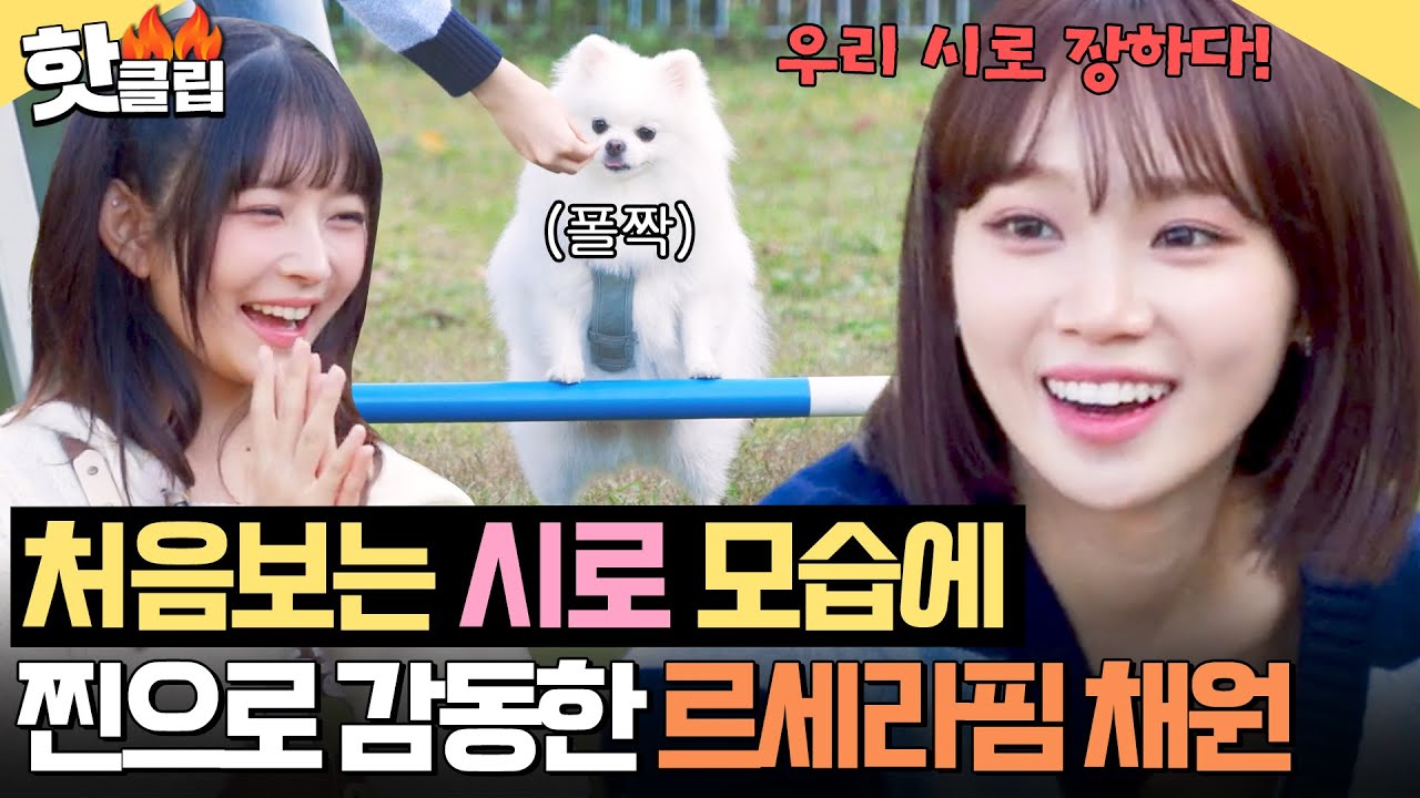 견생 첫 어질리티 너무 잘해 (복복복🫳) 르세라핌 채원 찐으로 감동시킨 똑똑강쥐 시로🐾🔥｜집 나가면 개호강｜JTBC 250629 방송