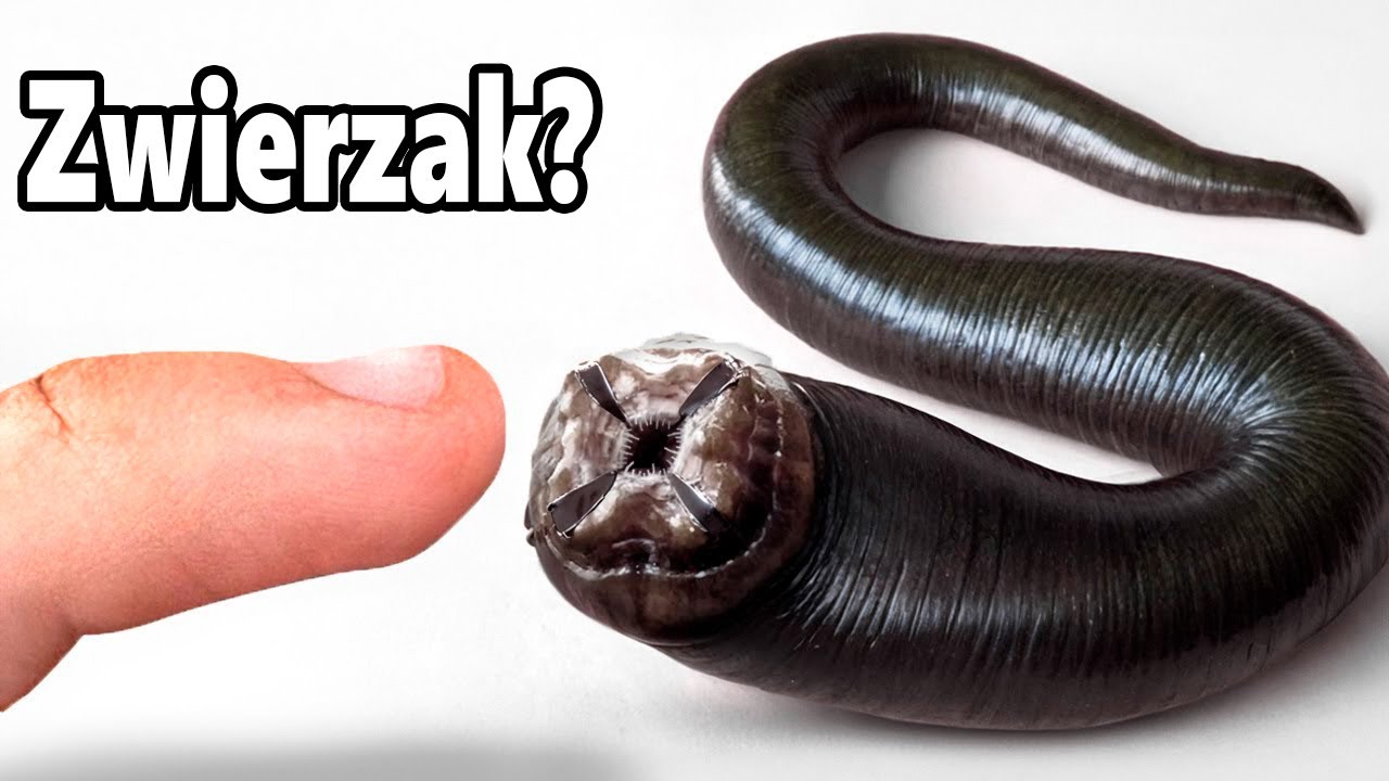 Mam Pijawkę Jako Zwierzaka (tak, naprawdę)