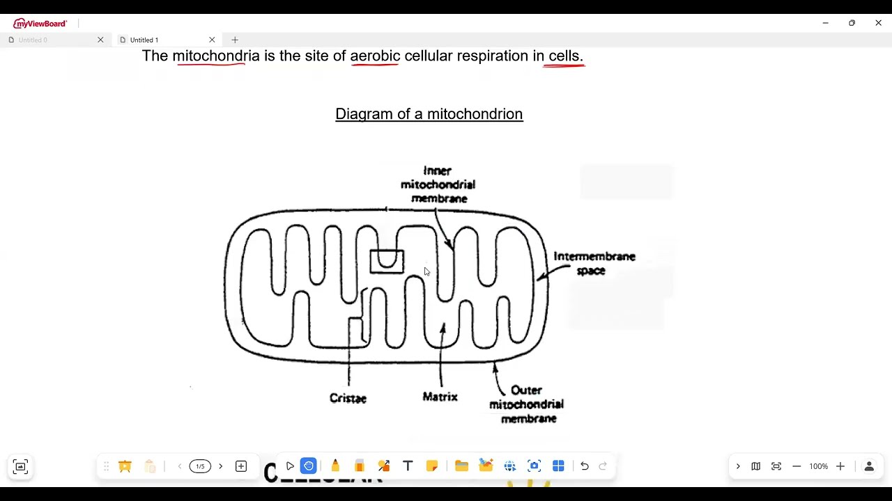 Life Sciences Grade 11 Cellular Respiration Term 1 March Exam Preparations