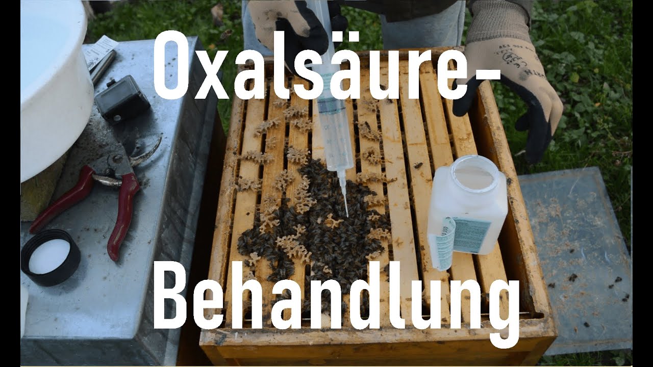 Bienen im Dezember: Oxalsäurebehandlung/Restentmilbung