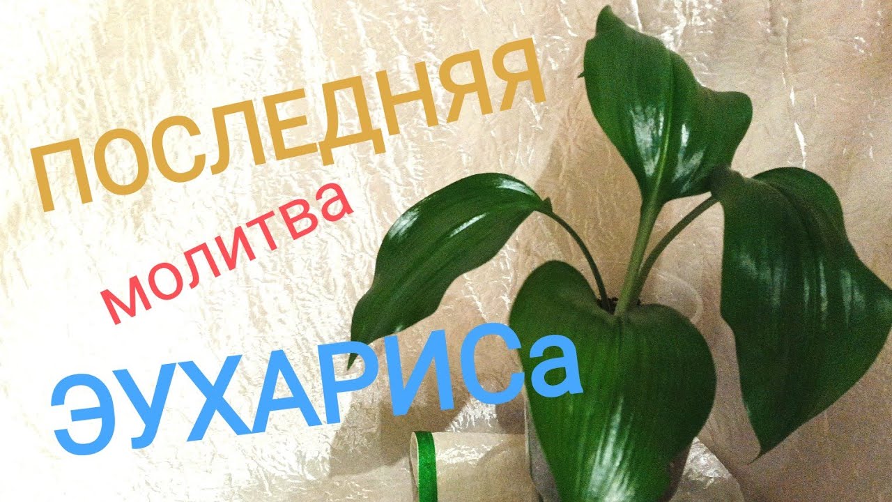 🪴Посади меня ПРАВИЛЬНО! |Посадка эухариса