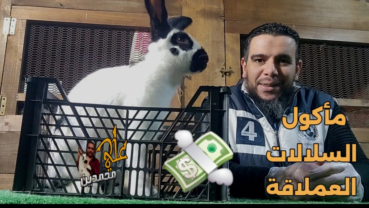 تعالى اسمع العملي مع المأكول للارانب العملاقة