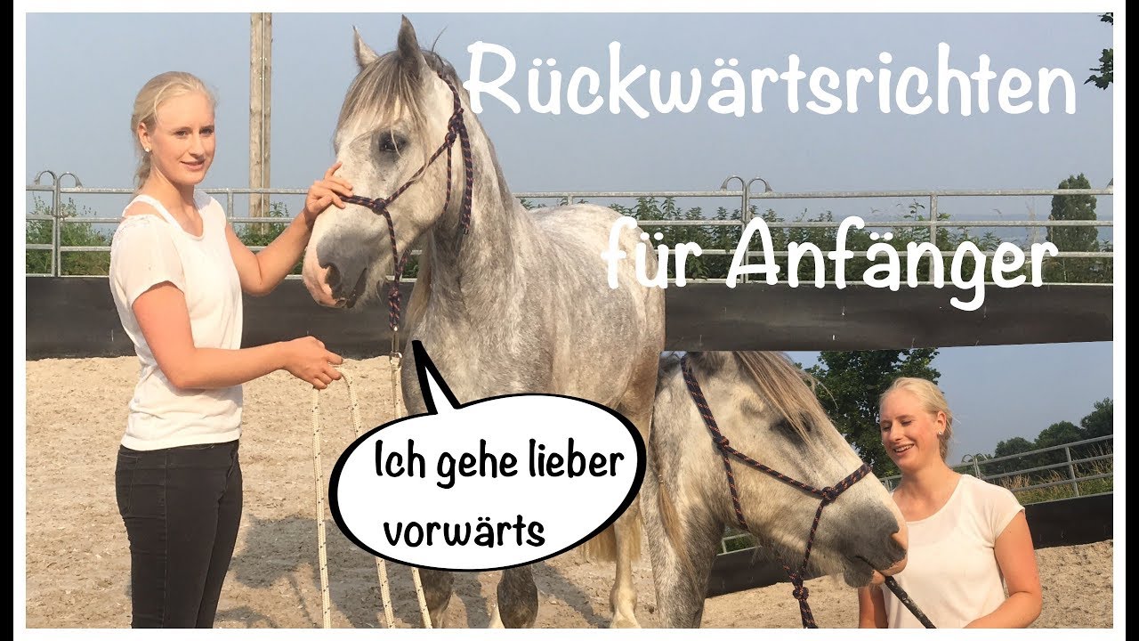 Bodenarbeit für Anfänger: Rückwärtsrichten des Pferdes