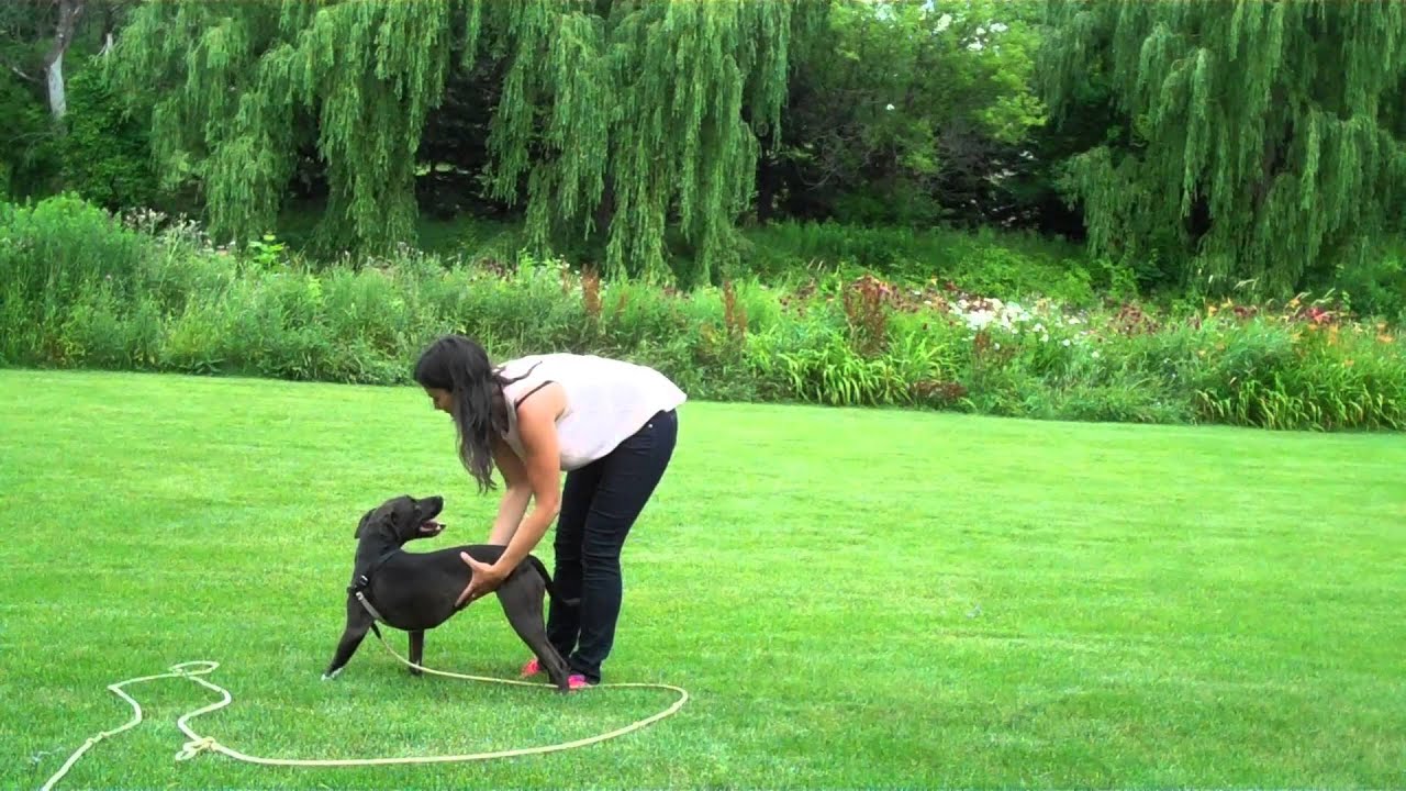 Supervise Polite and Positive Dog Play: How to Do the Bully Test