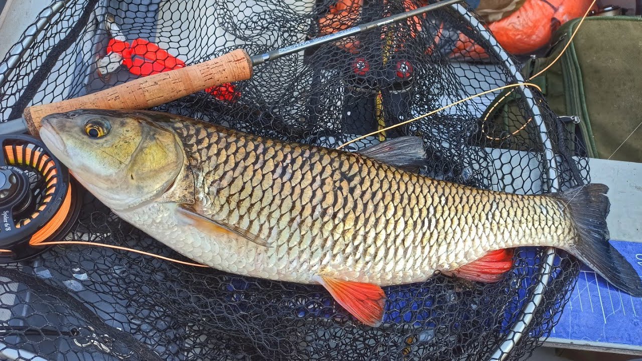 Kleń na suchą muchę (57cm)/scierra RX2/ wędkarstwo muchowe Odra