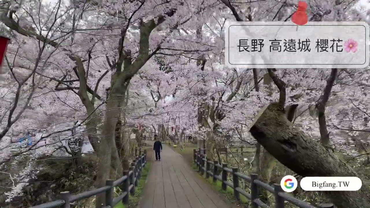 2025 長野伊那市 高遠城 櫻花