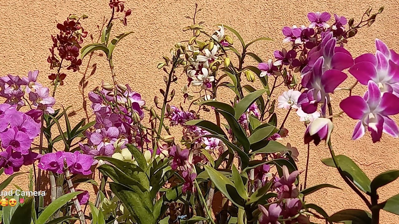 #VEM VER COMO EU #CULTIVO  MEUS #DENPHAL #orquidea