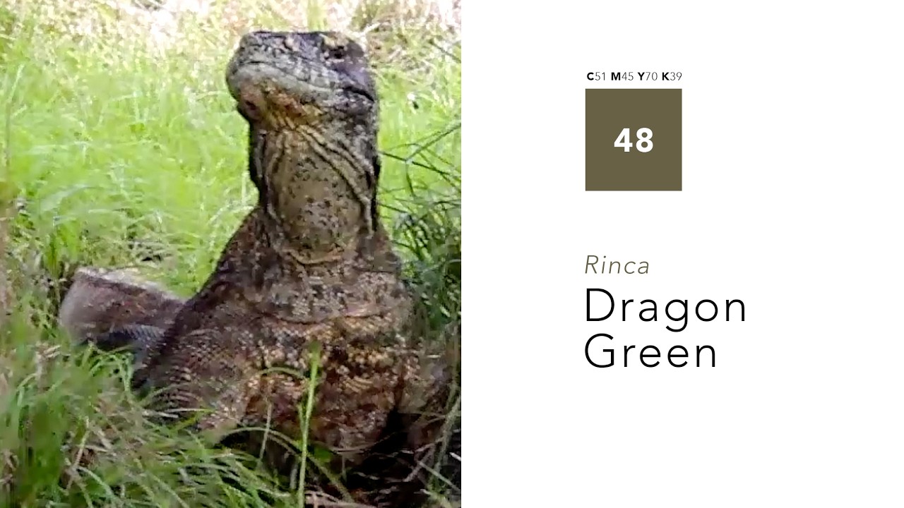 #48 Dragon Green • Komodo dragons on Rinca Island