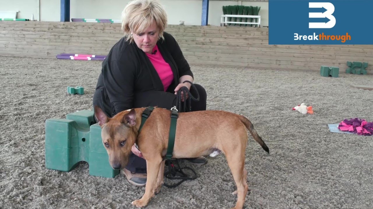 Sarah Fisher TTouch Instructor & Breakthrough Ambassador on How Diet Impacts Dogs She Works With