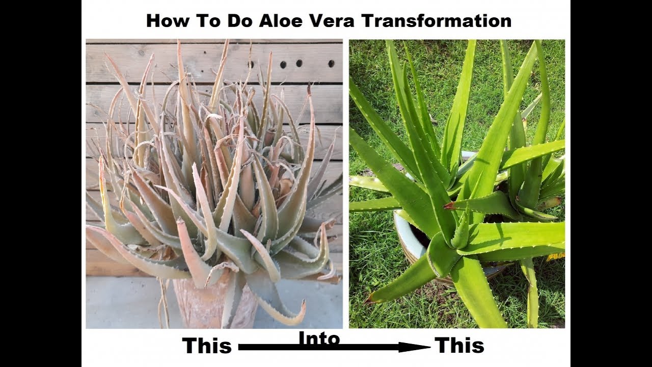 Pruning, propagating and repotting of an abandoned Aloe Vera plant (Part 1)