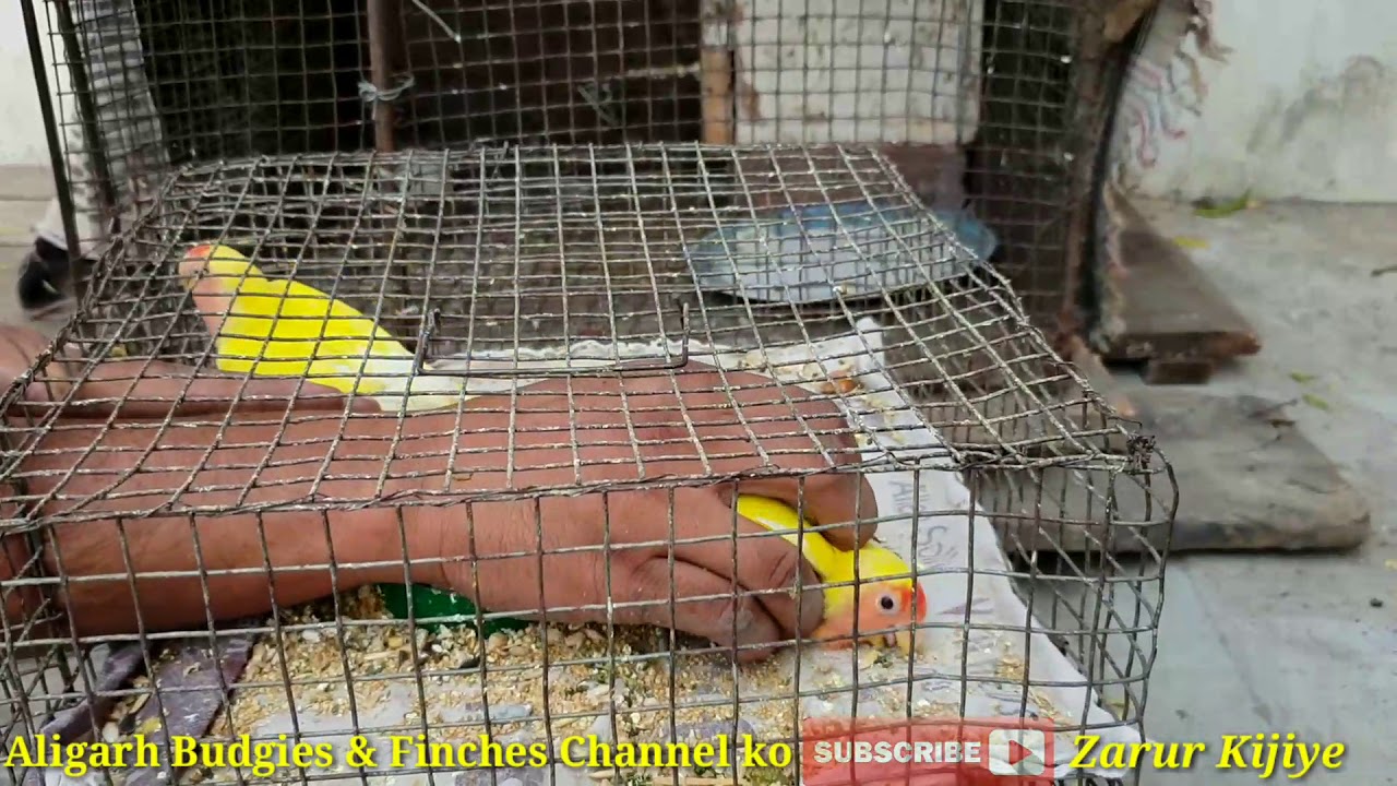 #Lovebirds