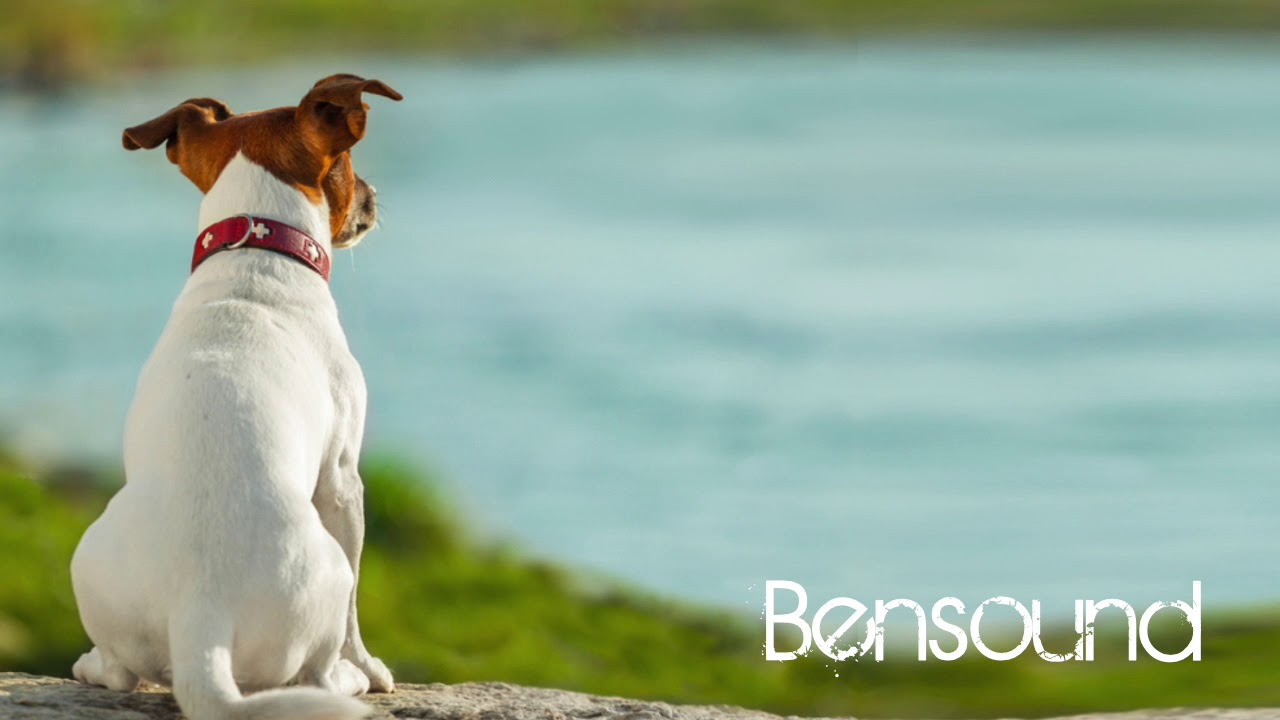 Bensound: 